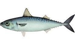 Chub Mackerel